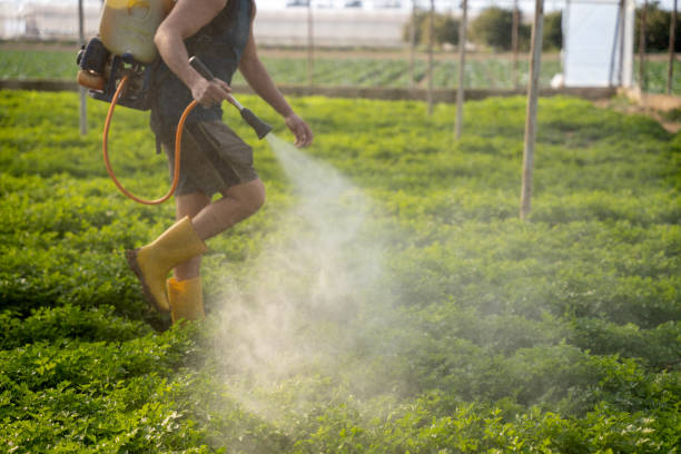 Best Mosquito Control Services  in Bernalillo, NM