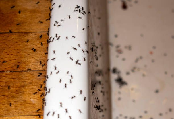 Best Termite Control Services  in Bernalillo, NM