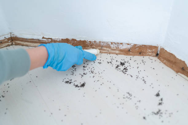 Best Wasp Removal Services  in Bernalillo, NM